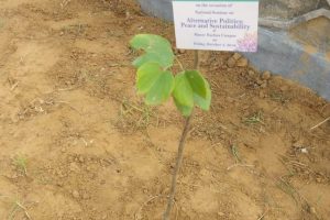 Planted on Behalf of Dr. Krishna