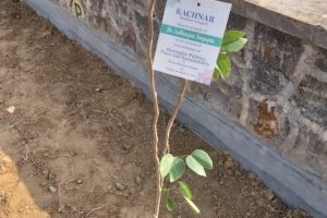 Planted on Behalf of Dr. Subhanjan Sengupta